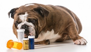 Choose Right Dog Nutritional Supplements-3.jpg